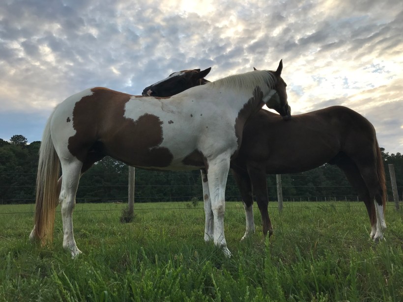 two horses mutually grooming in the pasture